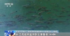 农业农村部：长江禁渔取得阶段性成效 水生生物