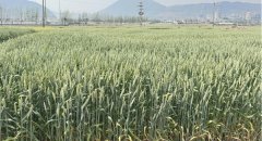 <b>育种新手艺引领云南小麦财产高质量成长</b>